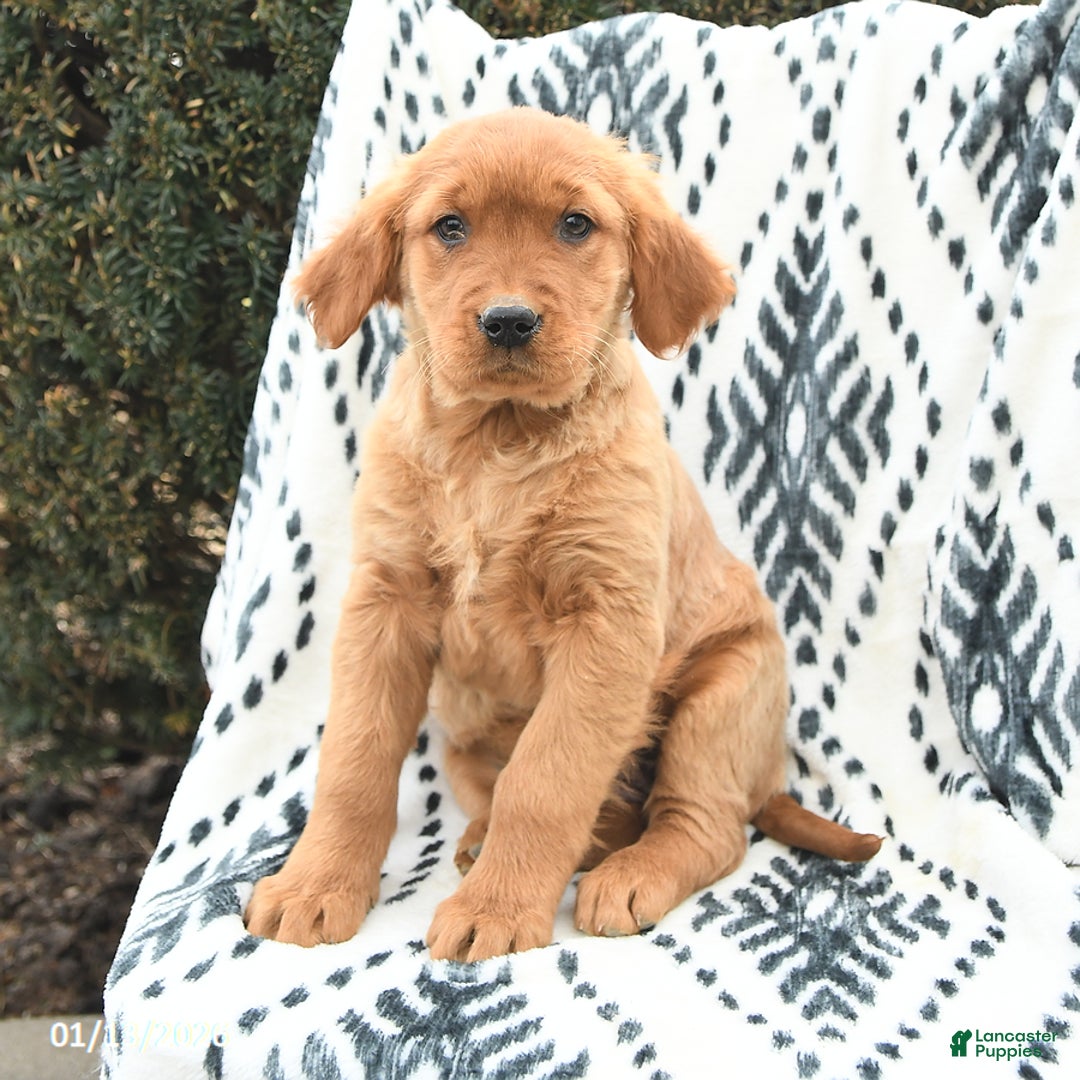 Golden Retriever dogs for sale: Queenie - Ad 2