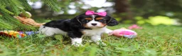 Cavalier King Charles Spaniel dogs for sale: Fern - Ad 5