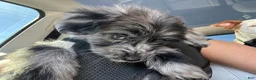 Mini Aussiedoodle dogs for sale: Mini Aussiedoodle(Athena) - Ad 2
