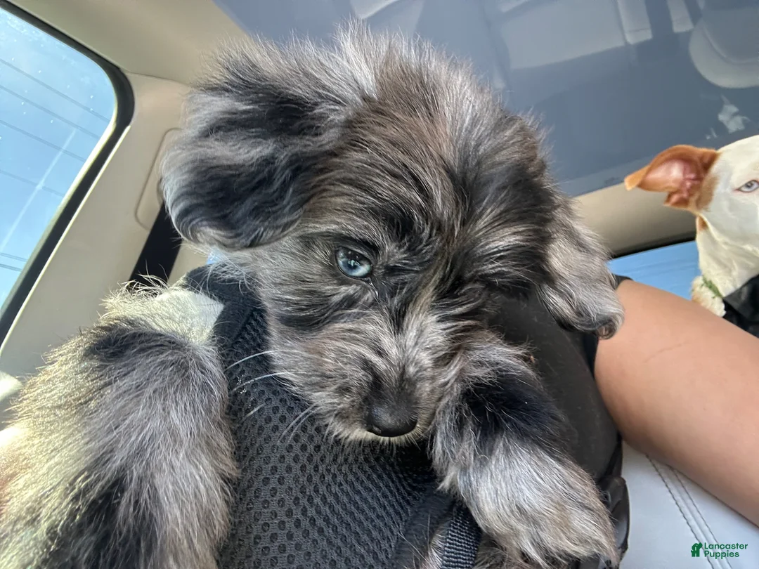 Mini Aussiedoodle dogs for sale: Mini Aussiedoodle(Athena) - Ad 2