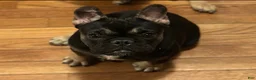 Frenchton dogs for sale: Panda  - Ad 3