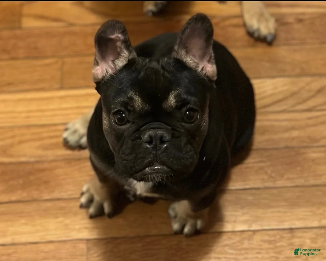 Frenchton dogs for sale: Bear - Ad 2