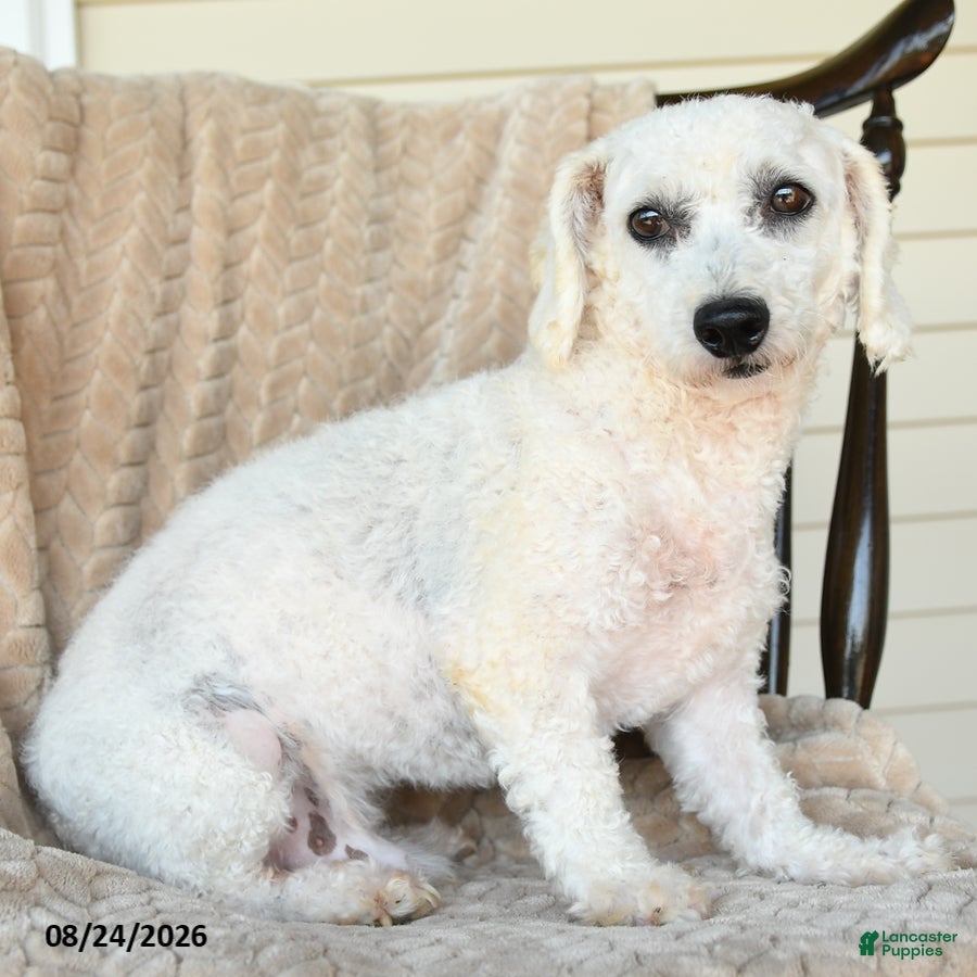 Bichon Frise dogs Frisky - Ad 2