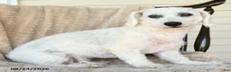 Bichon Frise dogs for sale: Frisky - Ad 2