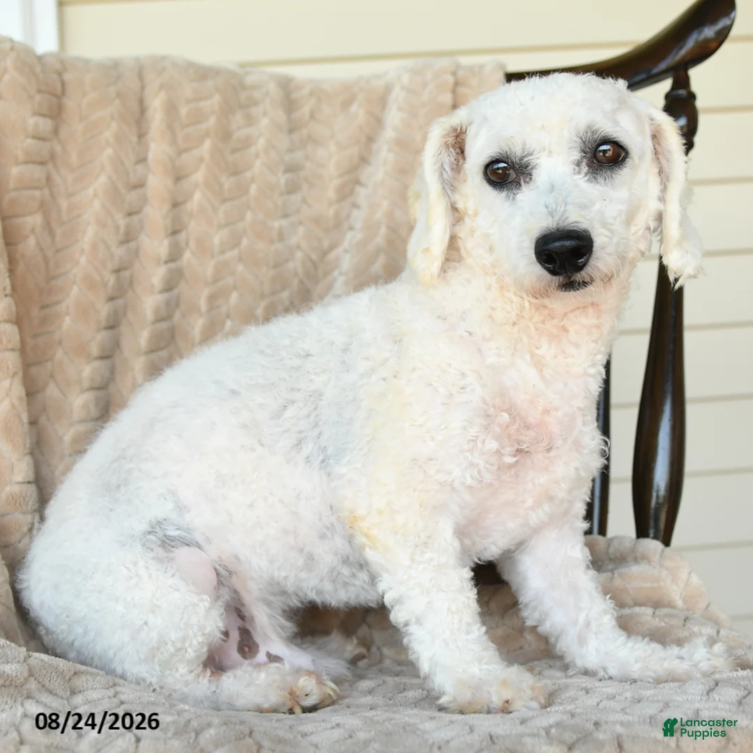 Bichon Frise dogs for sale: Frisky - Ad 2