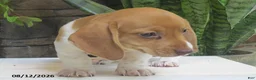 Miniature Dachshund dogs for sale: Jewel - Ad 3
