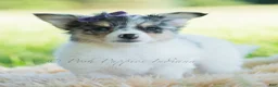 Chihuahua dogs for sale: Sunflower - Ad 3