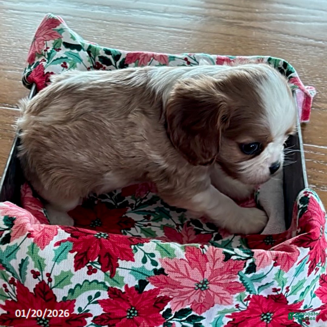 Cavalier King Charles Spaniel dogs for sale: Oregano - Ad 2