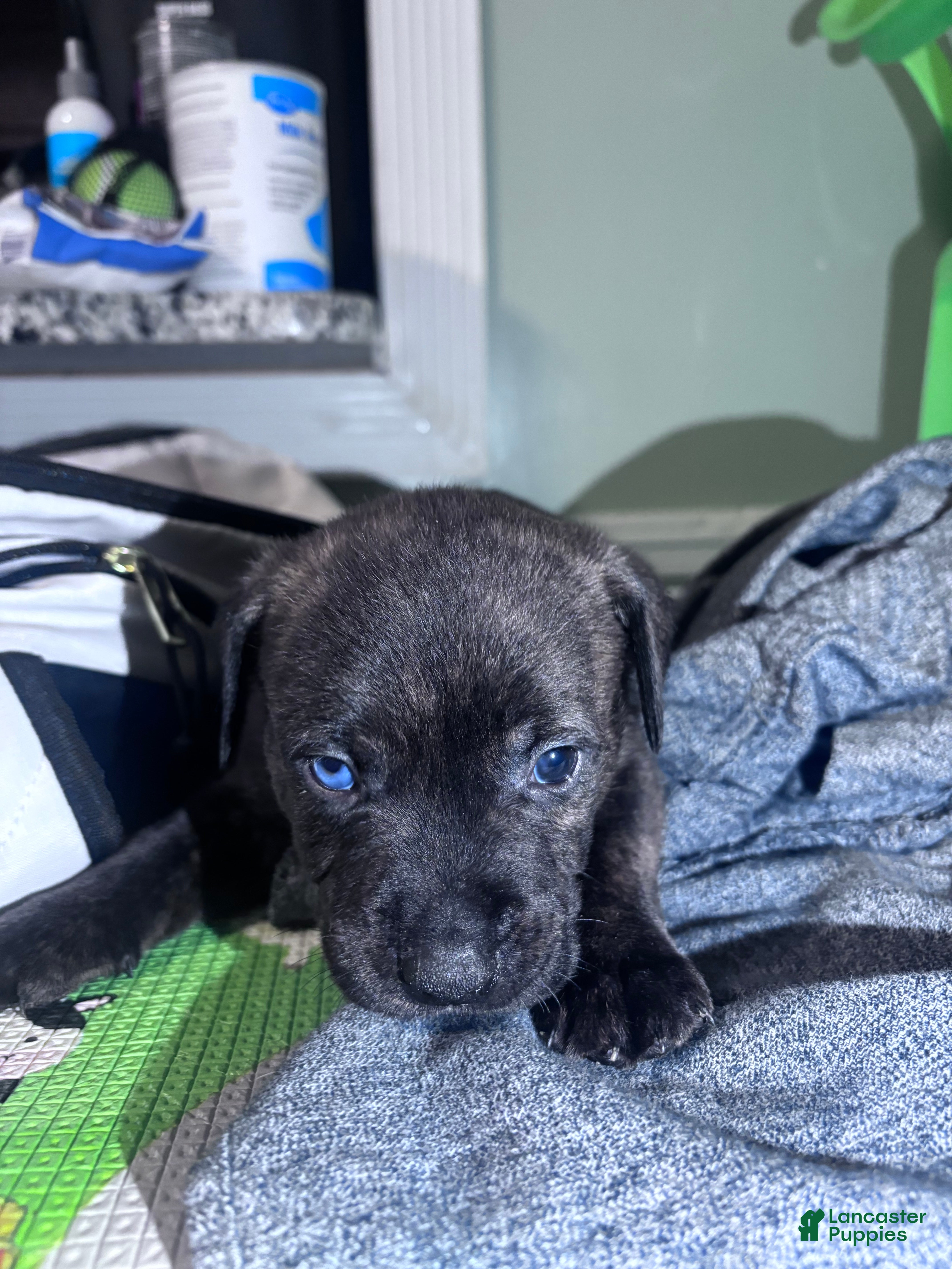 American Staffordshire Terrier dogs American Staffordshire Terrier Puppy 4 - Ad 13