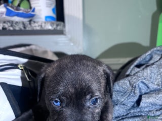 American Staffordshire Terrier dogs American Staffordshire Terrier Puppy 4 - Ad 14