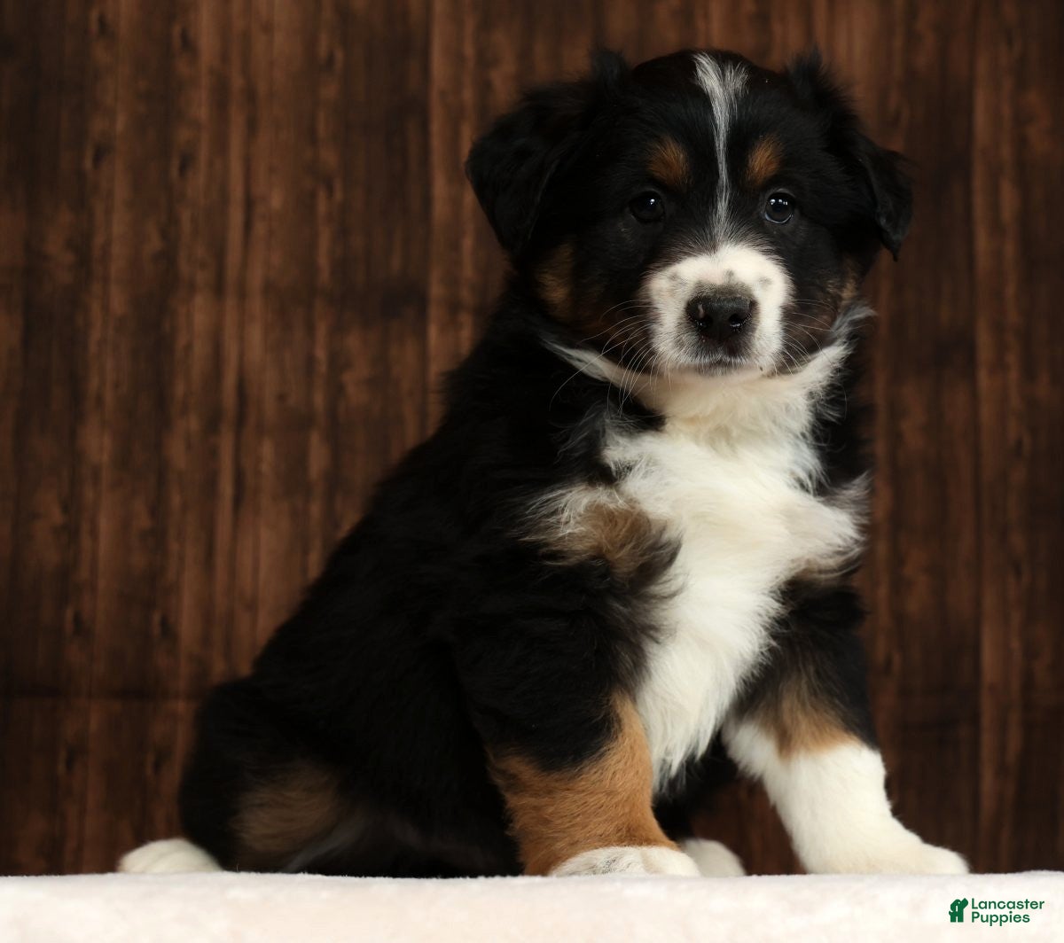Miniature Australian Shepherd dogs Flash - Ad 1