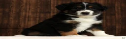 Miniature Australian Shepherd dogs for sale: Flash - Ad 1