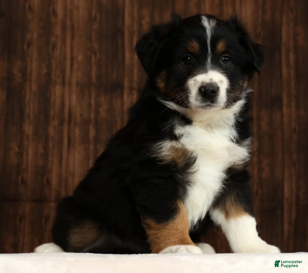 Miniature Australian Shepherd dogs for sale: Flash - Ad 1