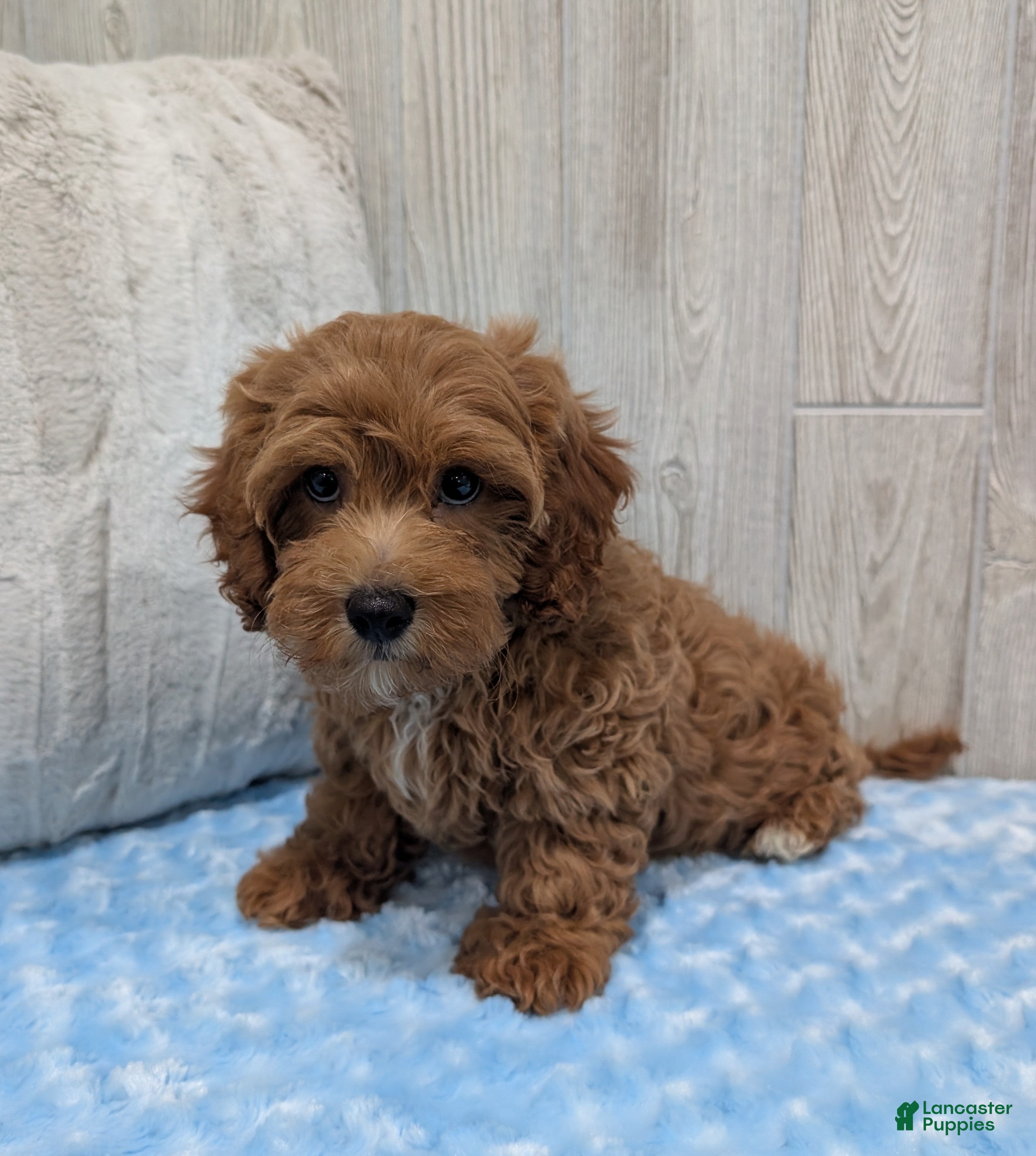 Cavapoo dogs Lincoln - Ad 1