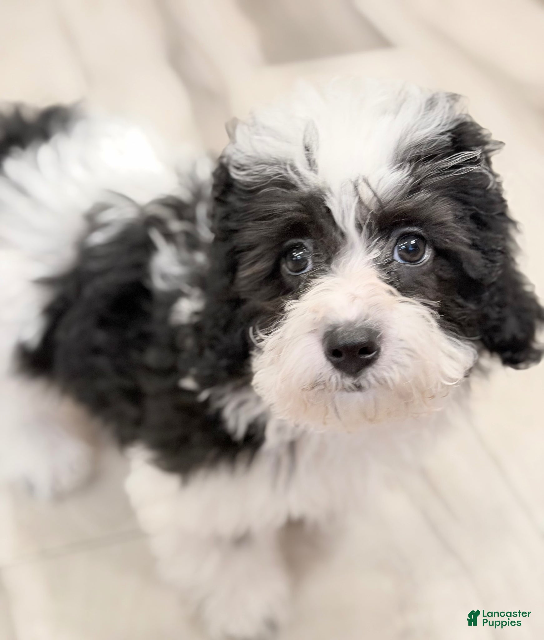 Havapoo dogs Havapoo Billy - Ad 2