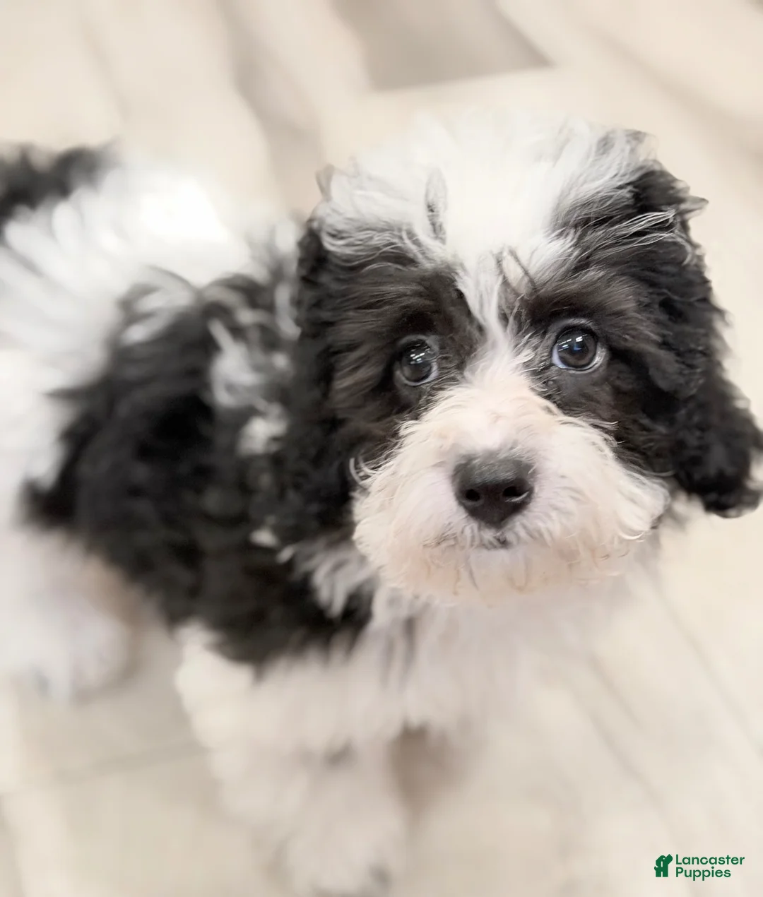 Havapoo dogs for sale: Havapoo Billy - Ad 2