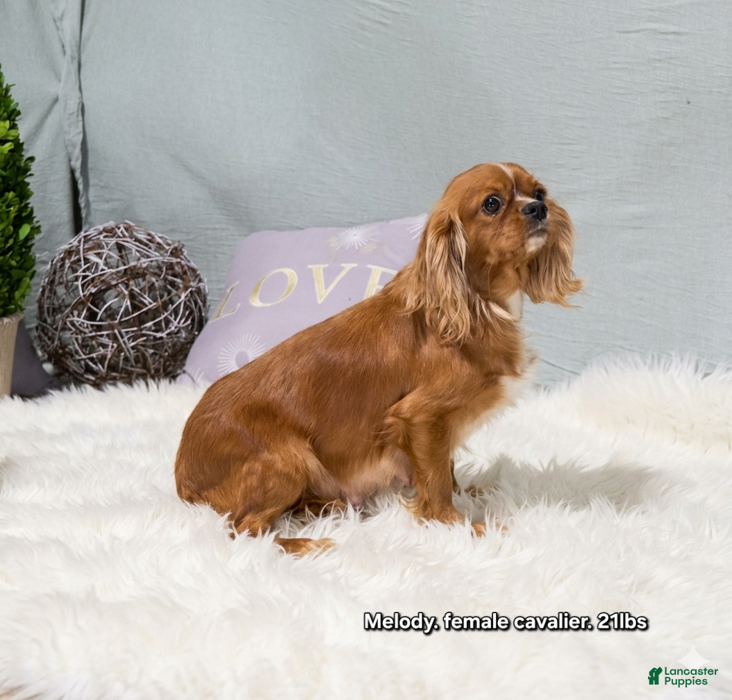 Cavapoo dogs for sale: Meadow - Ad 5