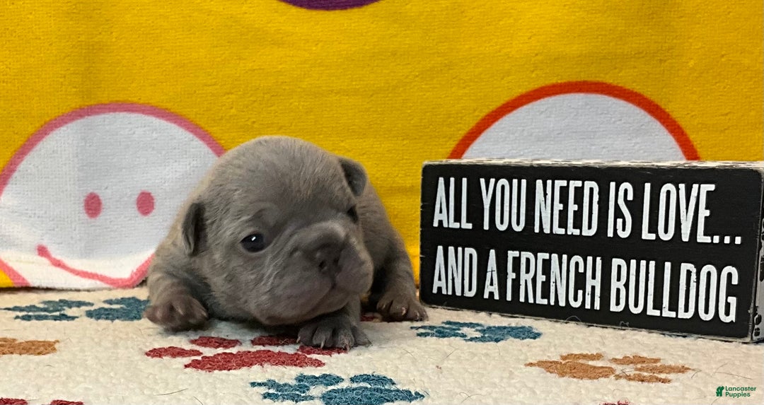 French Bulldog dogs for sale: River  - Ad 30