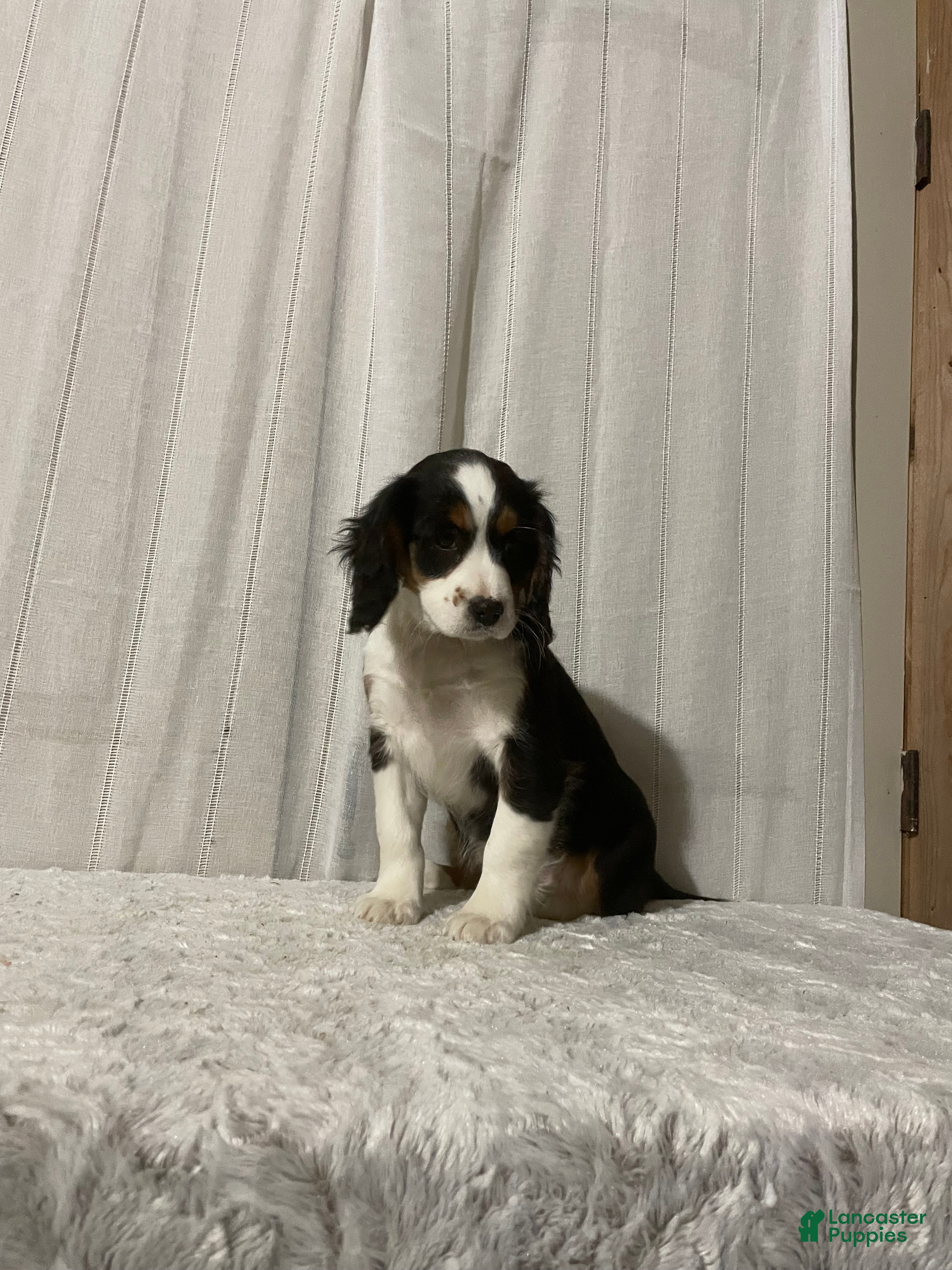 Miniature Bernese Mountain Dog dogs Violet - Ad 2