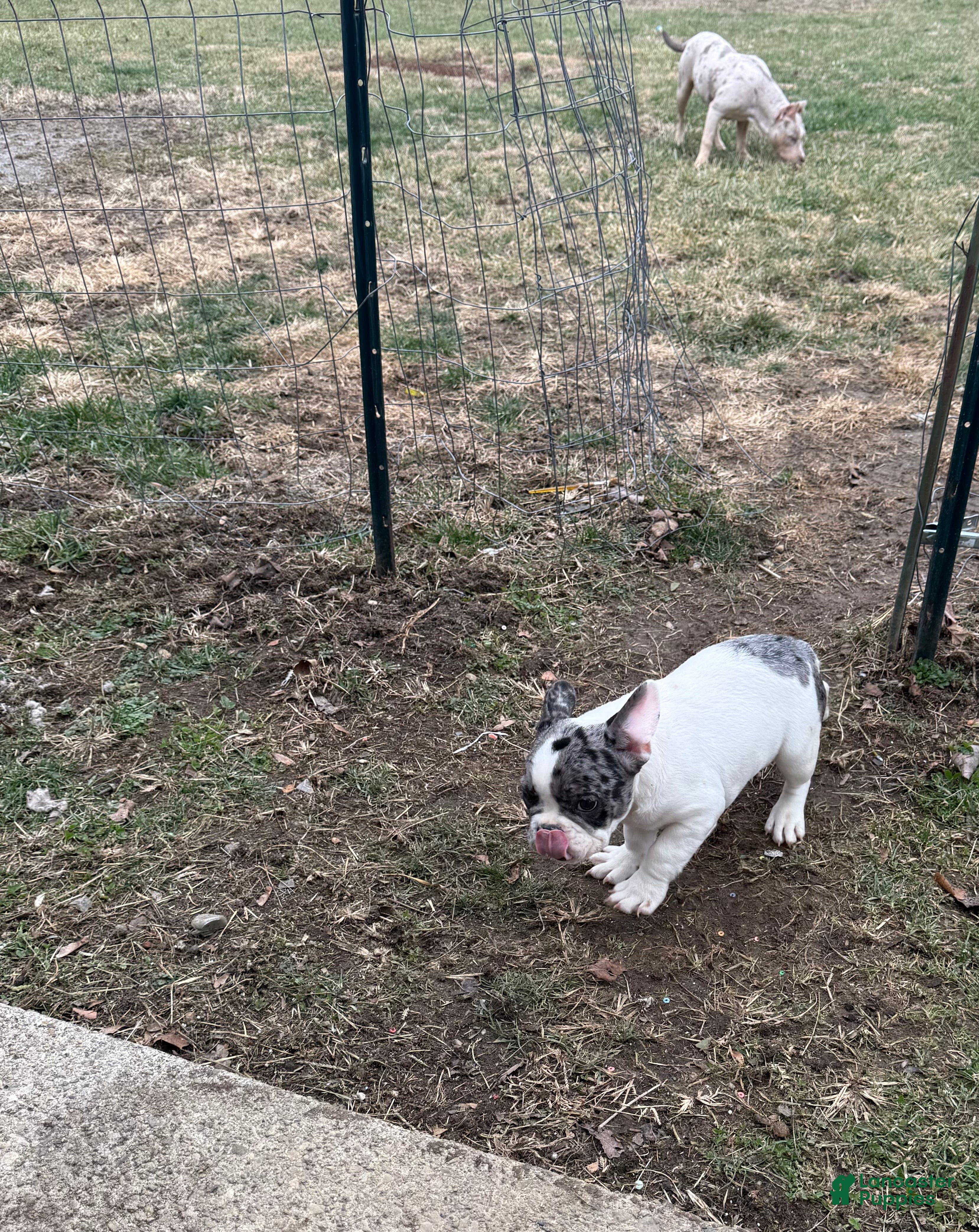 French Bulldog dogs Dior Female Merle Frenchie - Ad 1