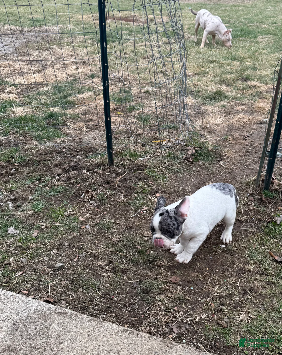 French Bulldog dogs for sale: Dior Female Merle Frenchie - Ad 1