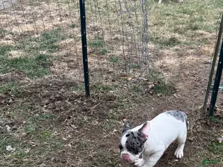 French Bulldog dogs Dior Female Merle Frenchie - Ad 22