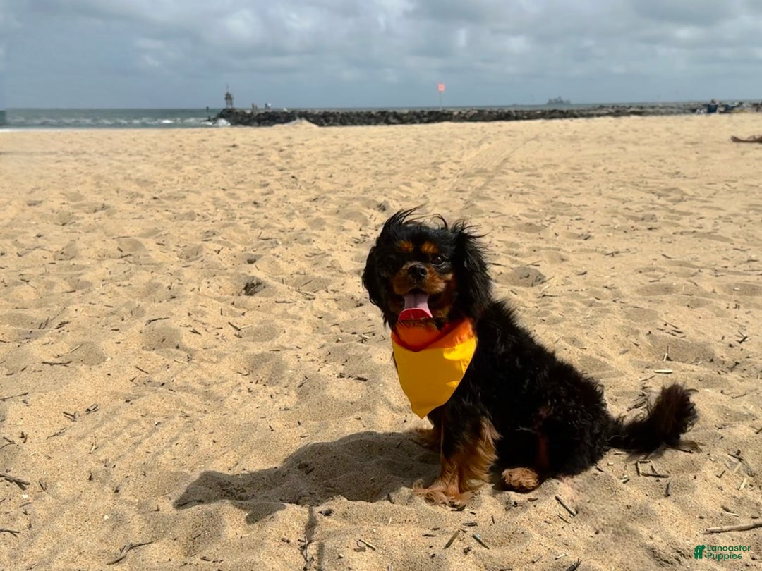 Cavalier King Charles Spaniel dogs for stud: Finn - stud only  - Ad 5