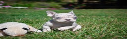 French Bulldog dogs for sale: Chloe - Ad 9