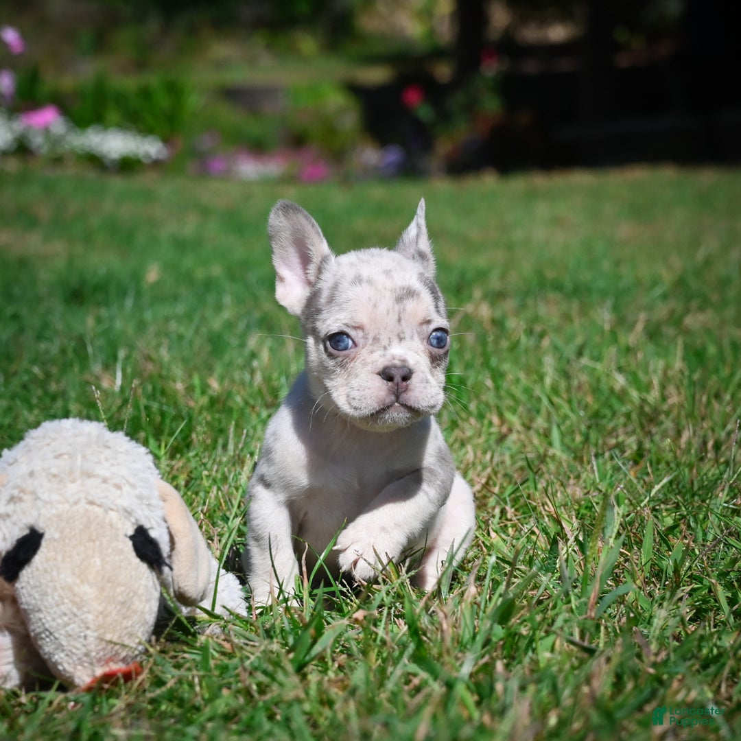 French Bulldog dogs for sale: Chloe - Ad 9