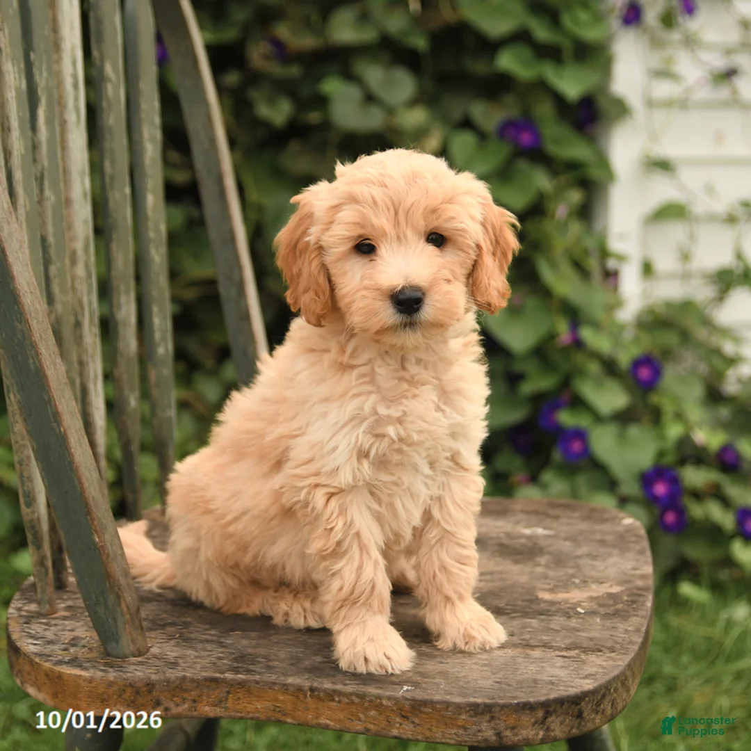 Mini Goldendoodle dogs for sale: Domino - Ad 3