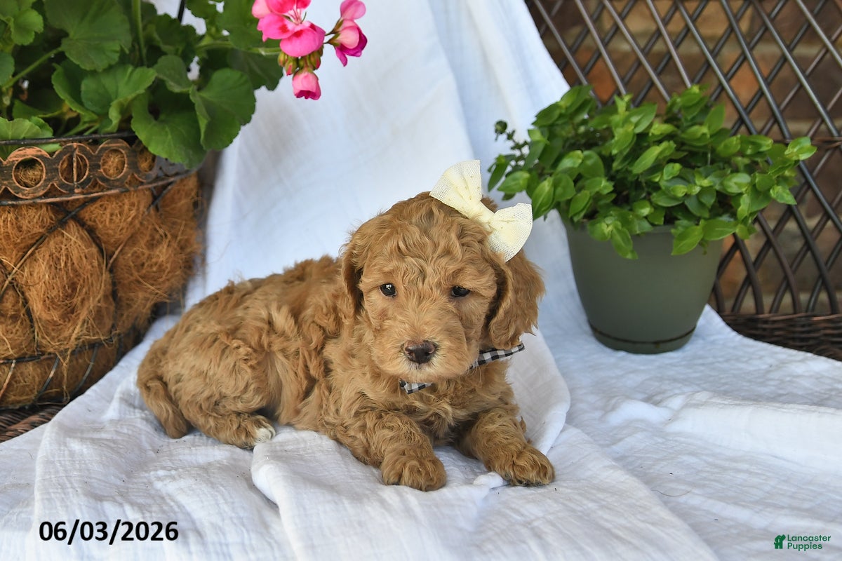 Mini Goldendoodle dogs Mimi - Ad 2