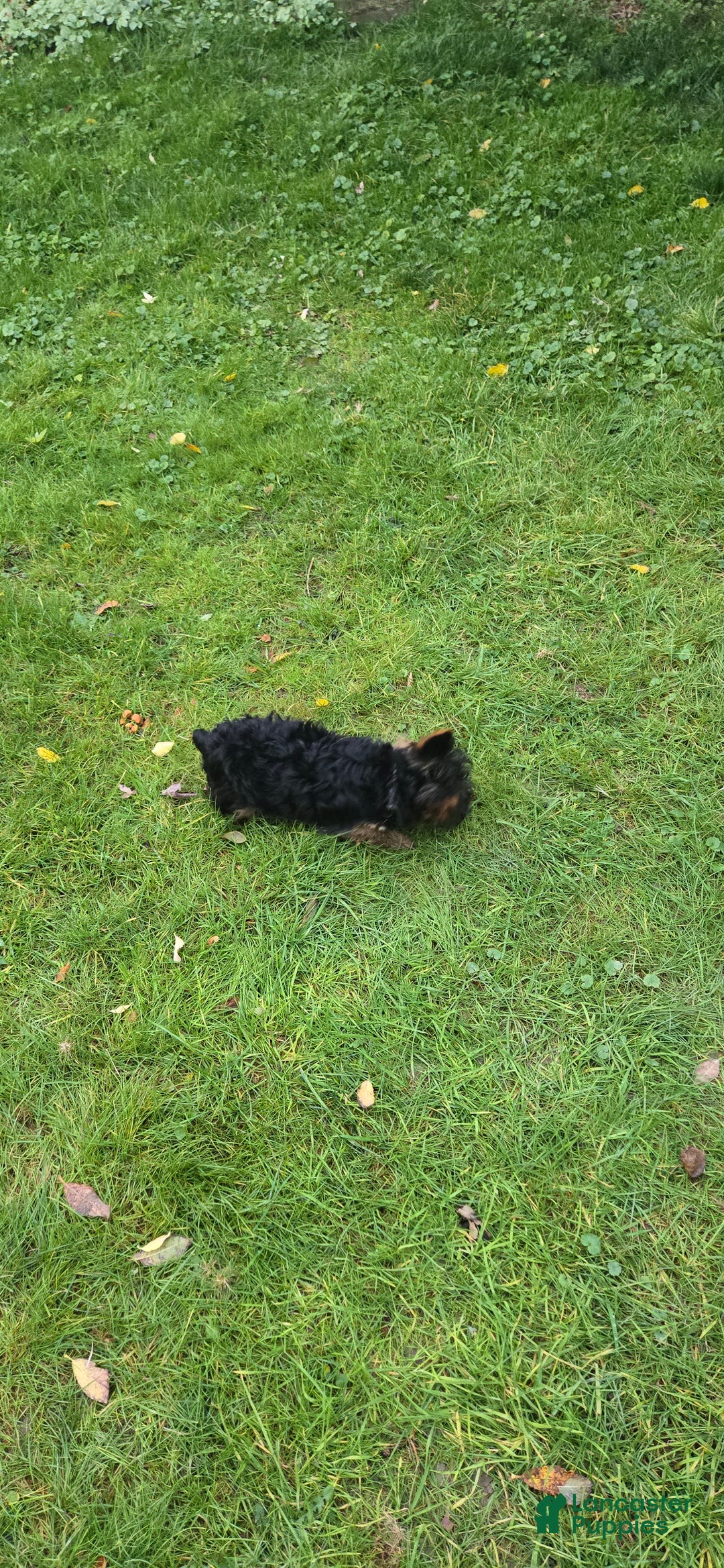 Yorkshire Terrier dogs for sale: Sofia Love - Ad 2