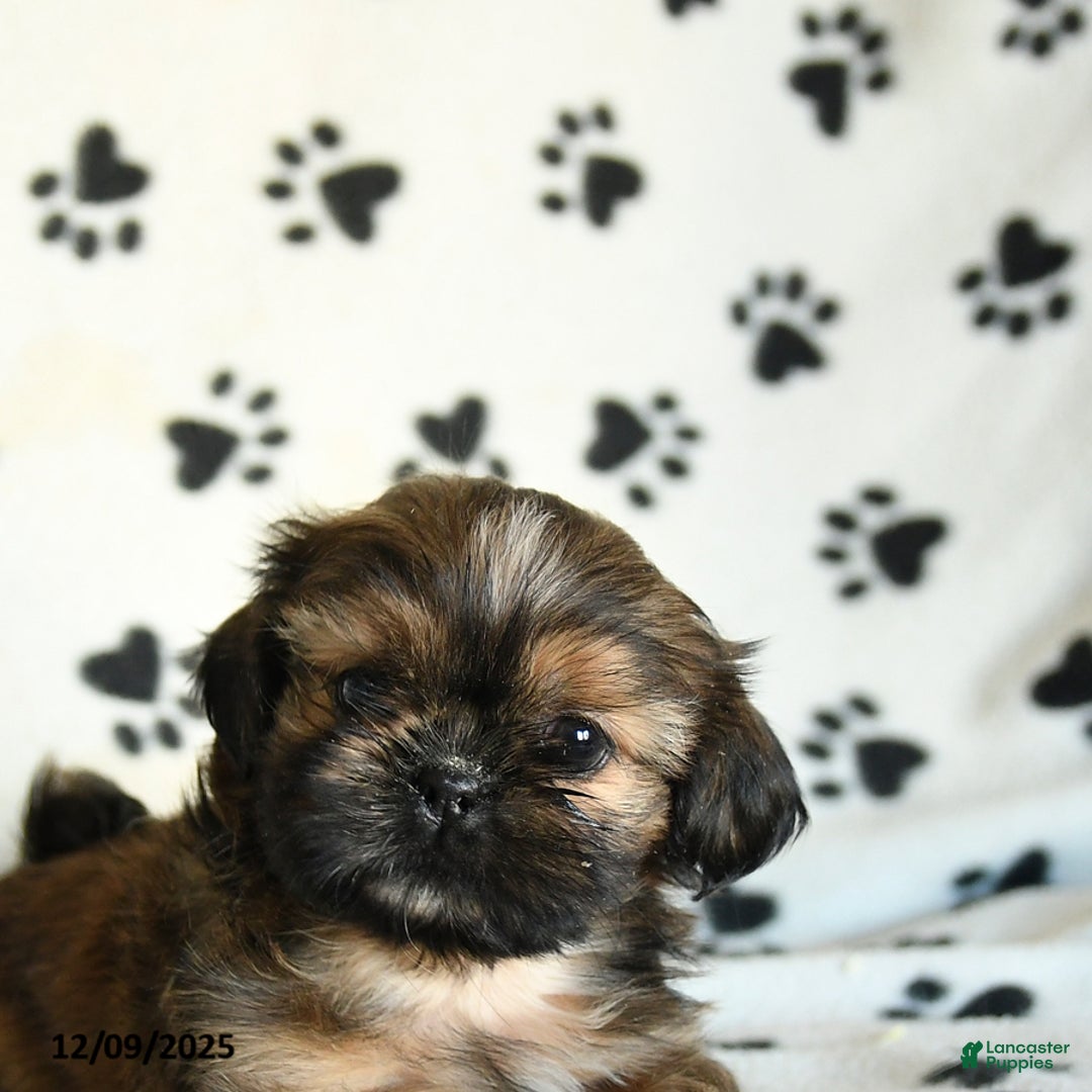 Shih Tzu dogs for sale: Paws - Ad 4