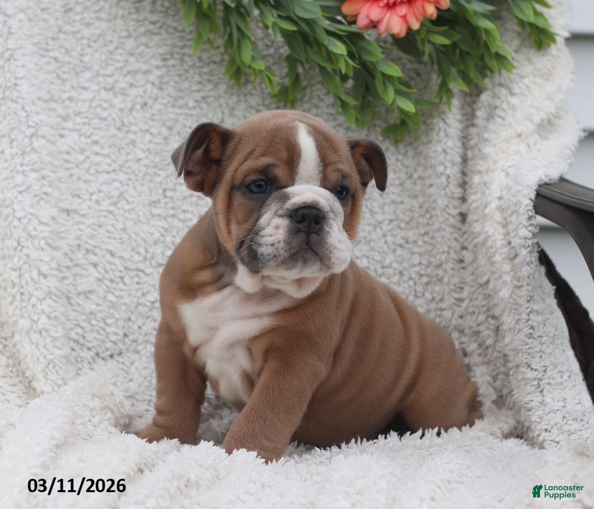 English Bulldog dogs Rusty - Ad 1
