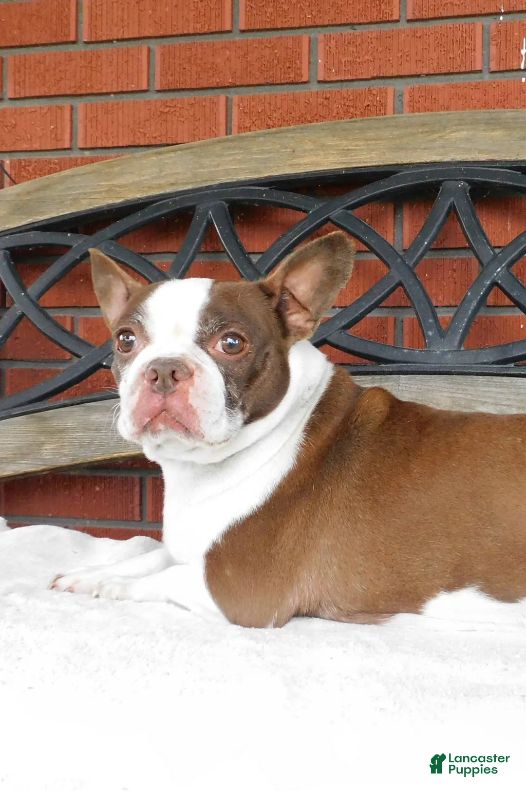 Boston Terrier dogs for sale: Ada - Ad 1