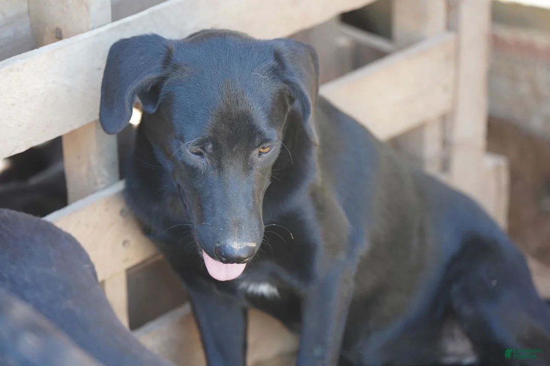 Mixed Breed dogs for sale: Jet Tiscar Farm Dog - Ad 15