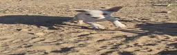 Mixed Breed dogs for sale: Mixed Breed Puppy 3 - Ad 6