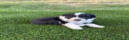 Portuguese Water Dog dogs for sale: Belle - Ad 9