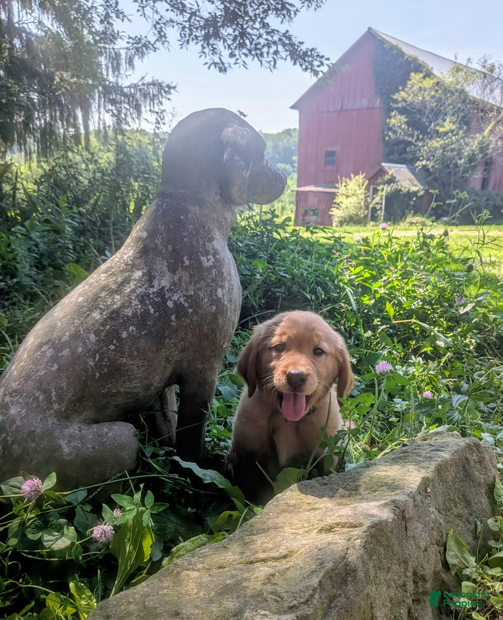 Golden Retriever dogs Willow - Ad 2