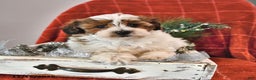 Shihpoo dogs for sale: Sparkle - Ad 1
