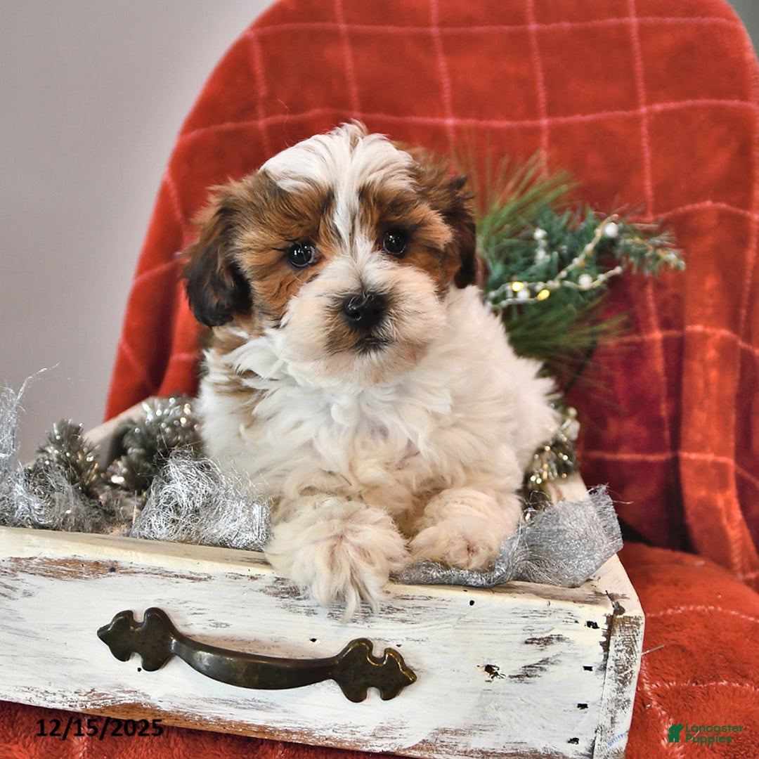Shihpoo dogs for sale: Sparkle - Ad 1