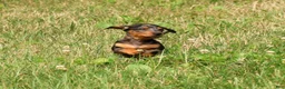 Miniature Dachshund dogs for sale: Tumbles - Ad 9