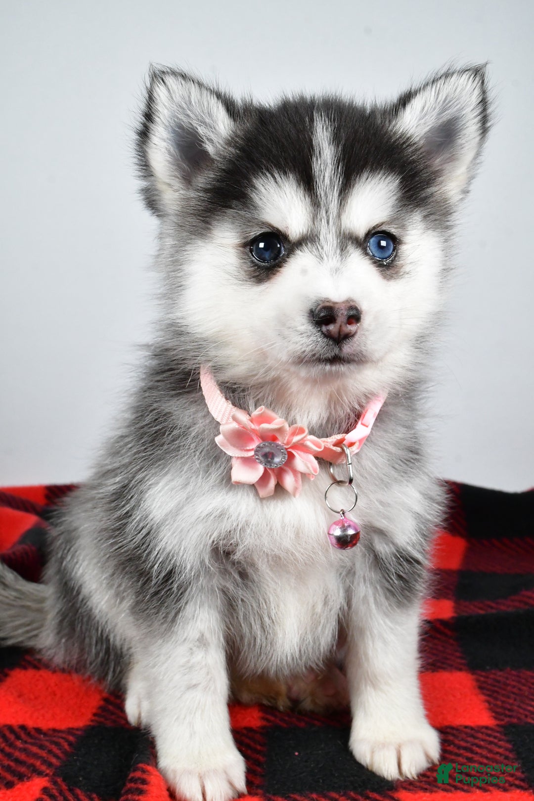 Pomsky dogs for sale: Heather - Ad 6