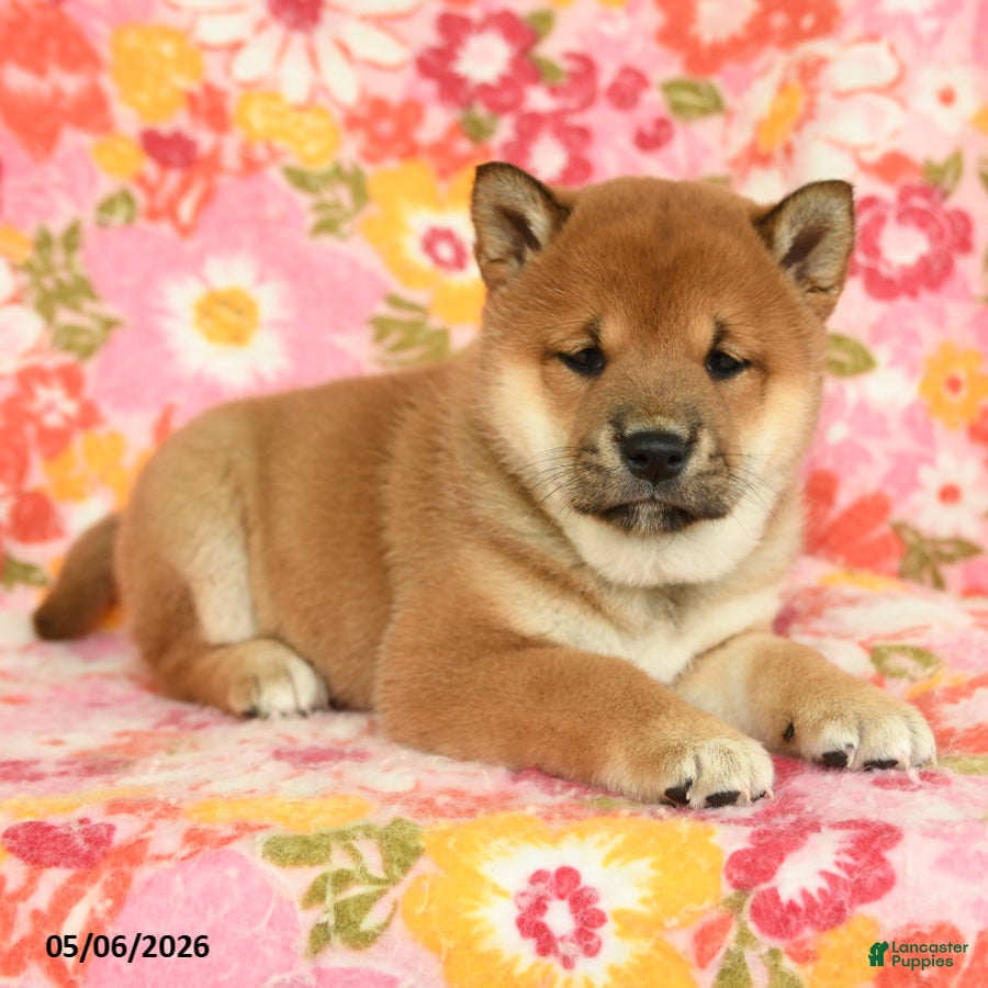 Shiba Inu dogs Summer - Ad 1