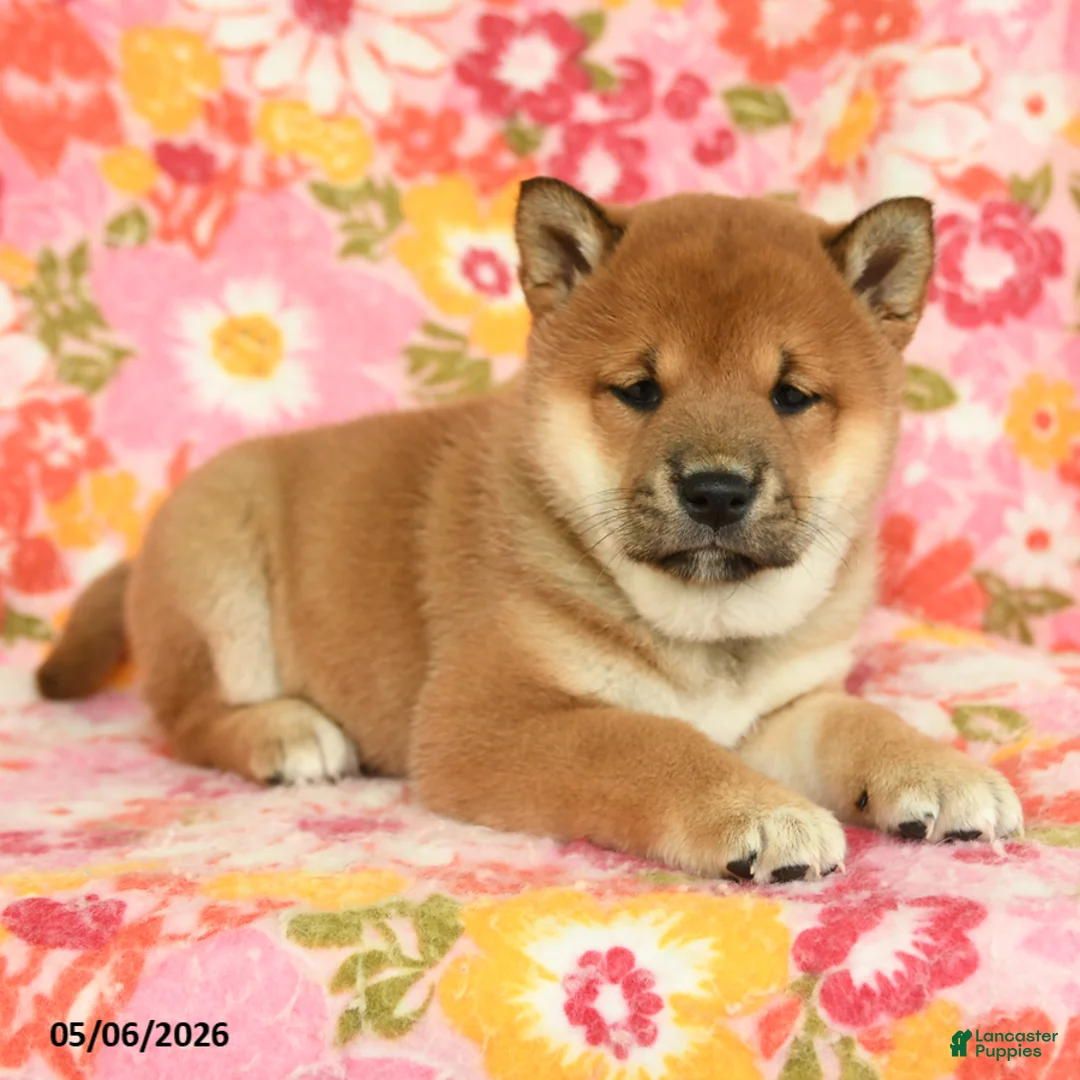 Shiba Inu dogs for sale: Summer - Ad 1