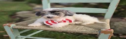 Mini Sheepadoodle dogs for sale: Jake - Ad 3