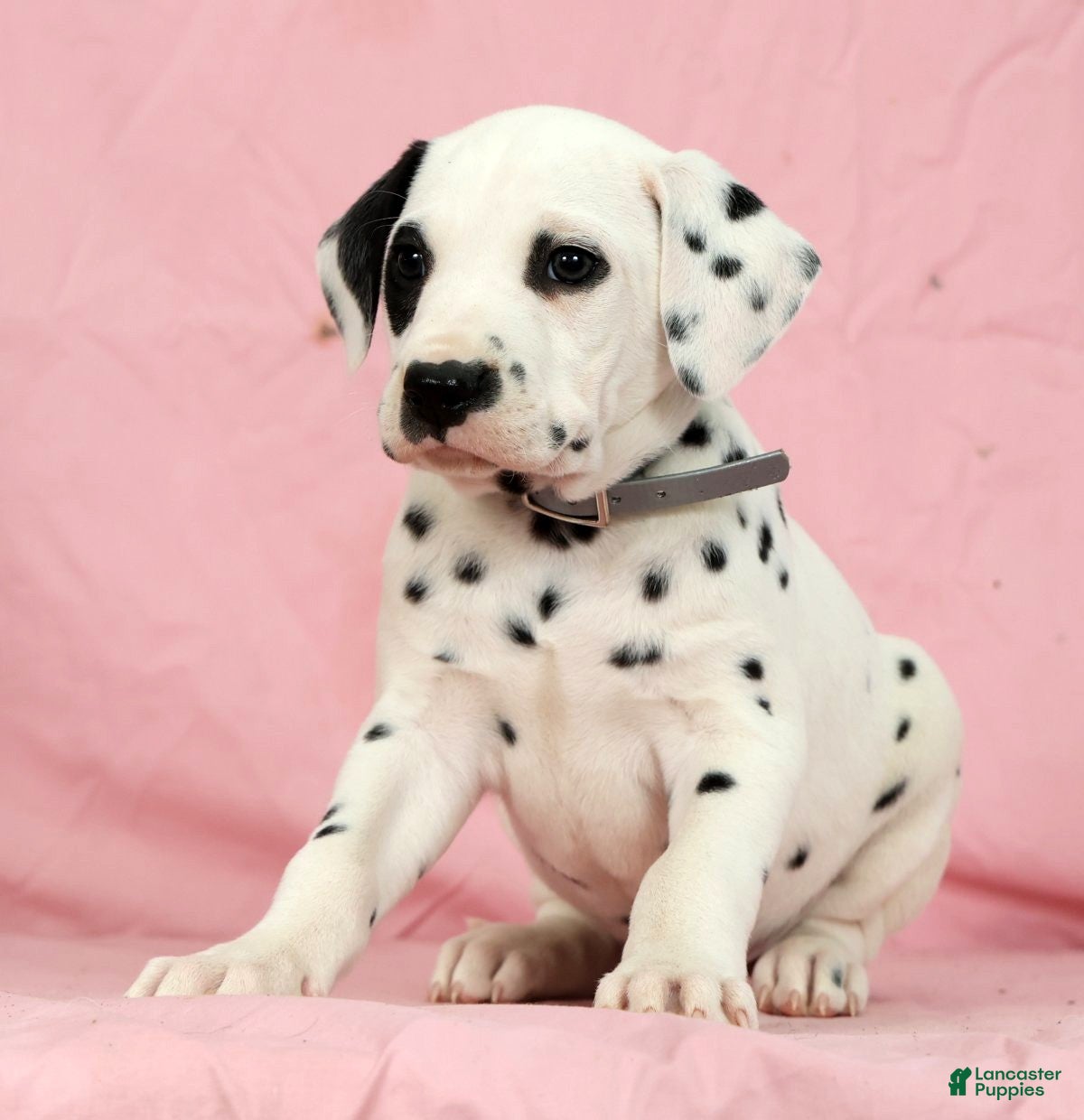Dalmatian dogs Bandit - Ad 1