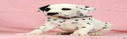 Dalmatian dogs for sale: Bandit - Ad 1