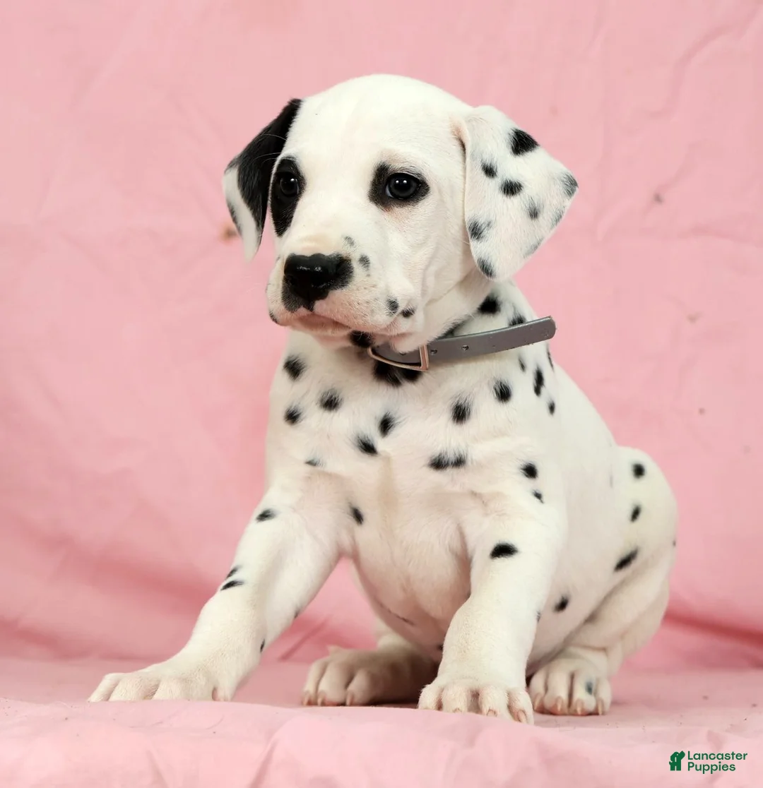 Dalmatian dogs for sale: Bandit - Ad 1