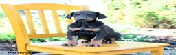 Doberman Pinscher dogs for sale: Troy - Ad 4